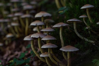 Güzel, sihirli mantarlar sonbaharda bir peri masalında