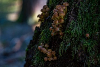 Güzel, sihirli mantarlar sonbaharda bir peri masalında
