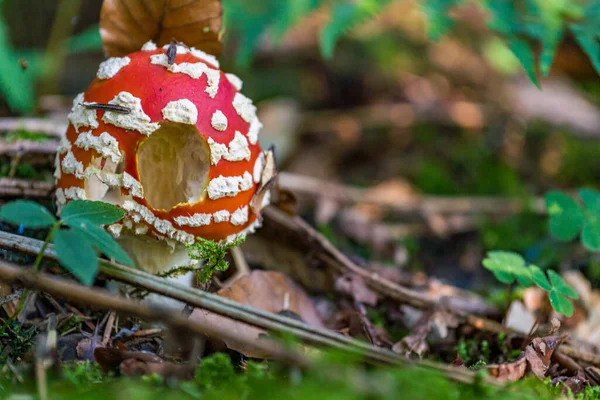 Bellissimi Funghi Magici Autunno Una Foresta Favola — Foto Stock