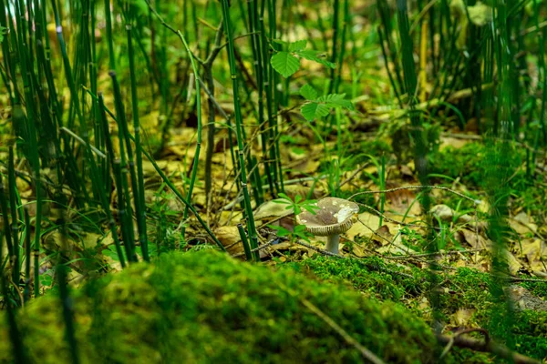 Prachtige Magische Paddenstoelen Herfst Een Sprookjesbos — Stockfoto