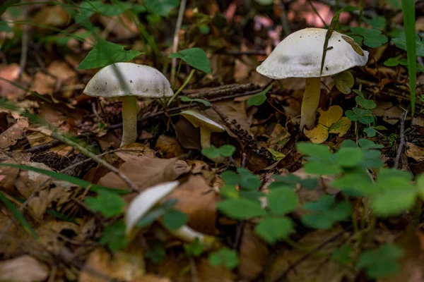 Bellissimi Funghi Magici Autunno Una Foresta Favola — Foto Stock