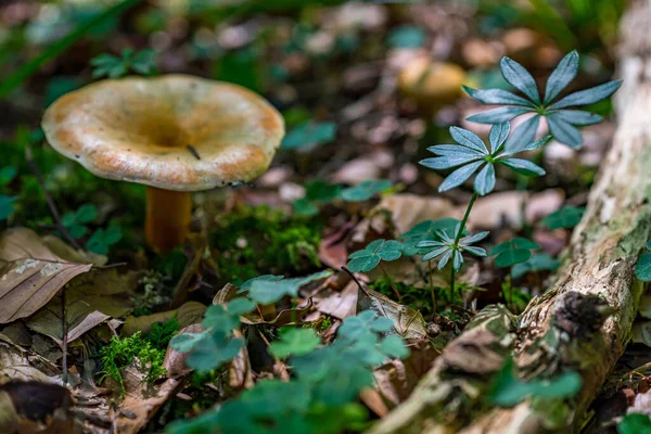 Beautiful, magical mushrooms in autumn in a fairytale forest