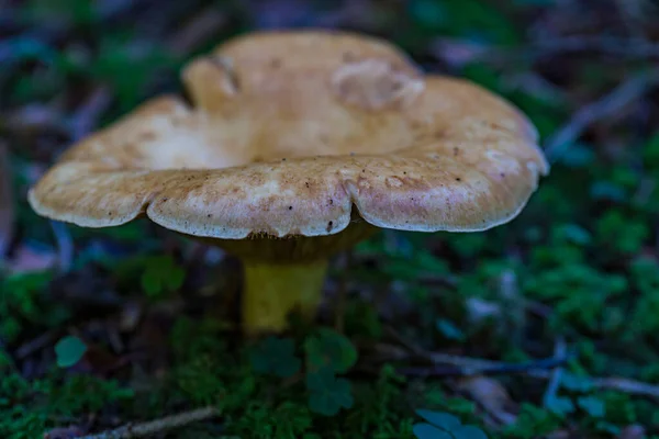 가을의 아름답고 마법같은 버섯들 — 스톡 사진