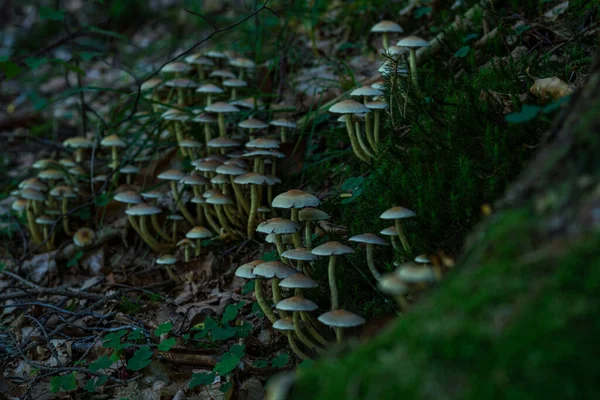 おとぎ話の森の中の秋の美しい 魔法のキノコ — ストック写真