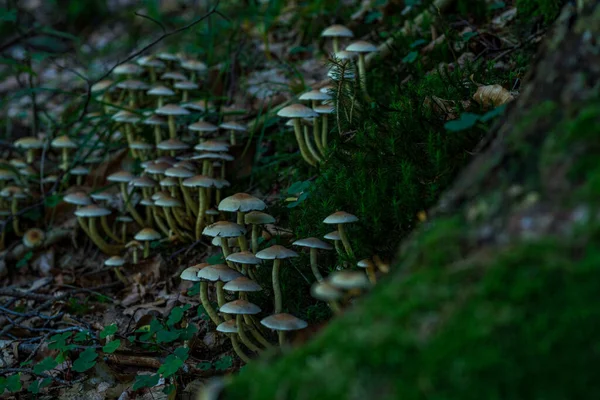 Beautiful, magical mushrooms in autumn in a fairytale forest