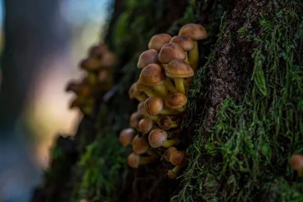 Belos Cogumelos Mágicos Outono Uma Floresta Contos Fadas — Fotografia de Stock