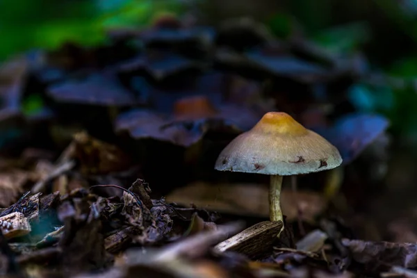 Красиві Чарівні Гриби Восени Казковому Лісі — стокове фото