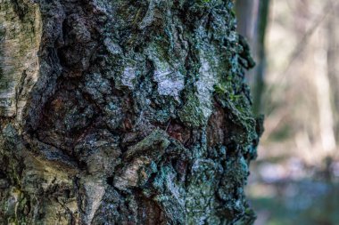 Büyüleyici bitki örtüsü ve faunası olan rüya gibi doğa koruma merkezi Wilhelmsdorf