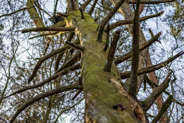 Centre Protection Nature Onirique Wilhelmsdorf Avec Une Flore Une Faune — Photo