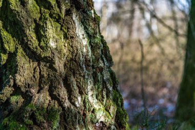 Büyüleyici bitki örtüsü ve faunası olan rüya gibi doğa koruma merkezi Wilhelmsdorf