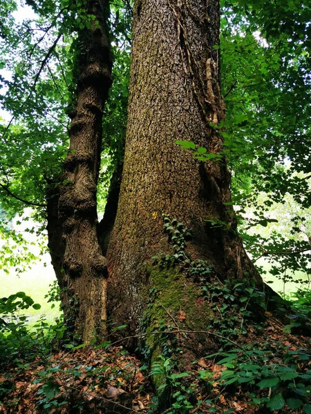 Traumhafte Wanderung Bei Sipplingen Bodensee Mit Herrlichen Ausblicken Und Geheimnisvollen — Stockfoto