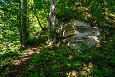 Constance Gölü 'ndeki Sipplingen yakınlarında harika manzaralı ve gizemli vadilerle muhteşem bir yürüyüş.