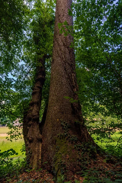 Fantastická Túra Blízkosti Sipplingen Bodamském Jezeře Nádherným Výhledem Tajemné Rokle — Stock fotografie