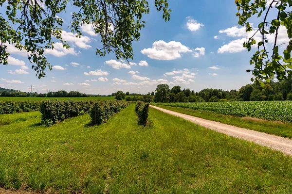 Fantastisk Vandring Nära Sipplingen Vid Bodensjön Med Underbar Utsikt Och — Stockfoto