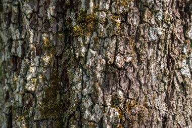 Almanya 'nın Upper Swabia şehrinde detaylı ve güzel bir ağaç kabuğu olan eski bir ağaca yakın çekim.
