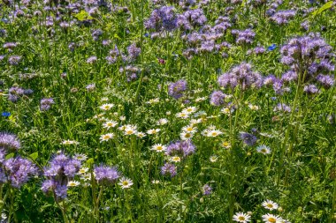 Güzel çiçekler ve tahıl tarlaları Arılar ve böcekler Constance Gölü 'nde