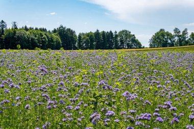 Güzel çiçekler ve tahıl tarlaları Arılar ve böcekler Constance Gölü 'nde