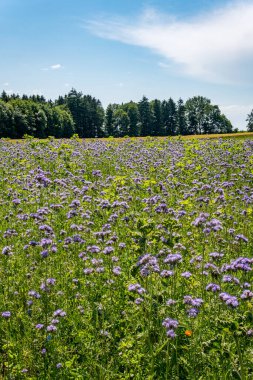 Güzel çiçekler ve tahıl tarlaları Arılar ve böcekler Constance Gölü 'nde