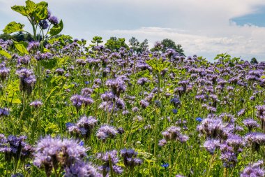 Güzel çiçekler ve tahıl tarlaları Arılar ve böcekler Constance Gölü 'nde
