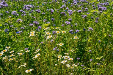 Güzel çiçekler ve tahıl tarlaları Arılar ve böcekler Constance Gölü 'nde