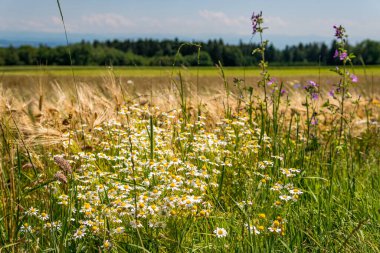 Güzel çiçekler ve tahıl tarlaları Arılar ve böcekler Constance Gölü 'nde