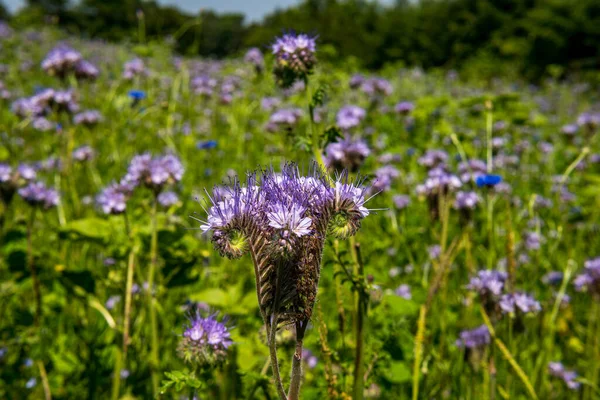 Beautiful Flowers Grain Fields Bees Insects Lake Constance — Stock Photo, Image