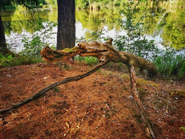 Schöne Holzskulpturen Naturschutzgebiet Pfrunger Burgweiler Ried Oberschwaben Deutschland — Stockfoto