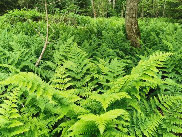 Fantastické Lesní Stezky Přírodní Rezervací Pfrunger Burgweiler Ried Horní Švábsko — Stock fotografie