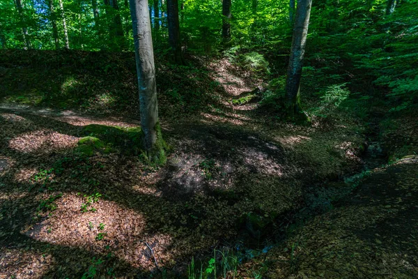 Maravilhosa Trilha Caminhada Longa Distância Seegang Lago Constança Alemanha — Fotografia de Stock