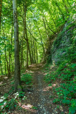 Heiligenberg 'deki güzel Constance Gölü' nün panorama yolu boyunca