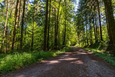Heiligenberg 'deki güzel Constance Gölü' nün panorama yolu boyunca