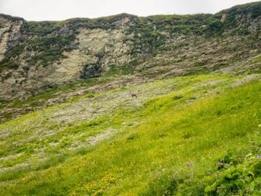 Nebelhorn 'dan Schneck, Hofats ve Oytal üzerinden Laufbacher Eck boyunca fantastik panoramik yürüyüş