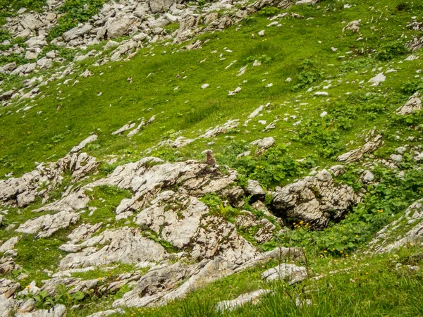 Nebelhorn 'dan Schneck, Hofats ve Oytal üzerinden Laufbacher Eck boyunca fantastik panoramik yürüyüş