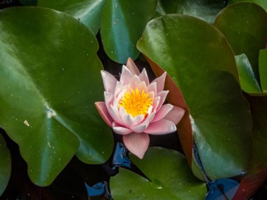 Ormandaki vahşi bir gölette bir nilüfer.