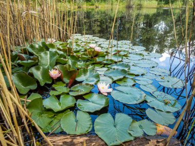 Ormandaki vahşi bir gölette bir nilüfer.