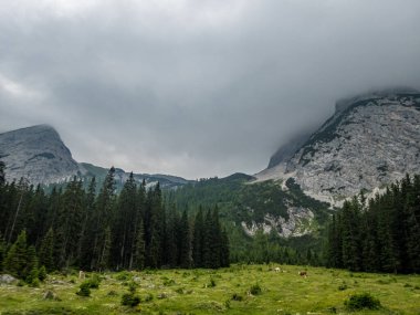 Tiroler Zugspitz Arena 'da Ehrwald yakınlarında yağmurlu bir yürüyüş.