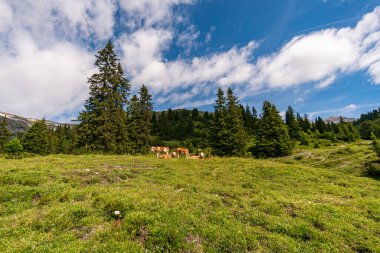Lech, Warth, Bludenz yakınlarındaki Vorarlberg Avusturya 'daki Lechquellen Dağları' nda muhteşem bir yürüyüş.
