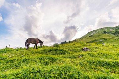 Lech, Warth, Bludenz yakınlarındaki Vorarlberg Avusturya 'daki Lechquellen Dağları' nda muhteşem bir yürüyüş.