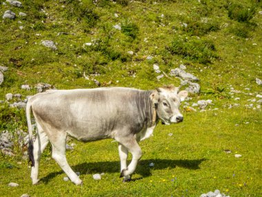 Ehrwald yakınlarındaki Mieminger Dağları 'ndaki Seebensee ve Drachensee' ye harika bir yürüyüş.