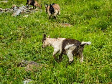 Partschins, South Tyrol, İtalya yakınlarındaki Texelgruppe doğa parkındaki Meraner arazisindeki Sponser göllerine yürüyüş