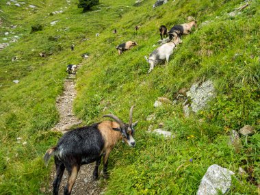 Partschins, South Tyrol, İtalya yakınlarındaki Texelgruppe doğa parkındaki Meraner arazisindeki Sponser göllerine yürüyüş