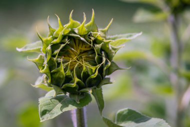 Güzel ayçiçeği tarlası Parlak renkler ve güzel bir bokeh etkisi