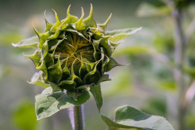 Güzel ayçiçeği tarlası Parlak renkler ve güzel bir bokeh etkisi