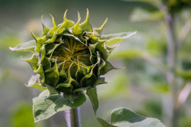 Güzel ayçiçeği tarlası Parlak renkler ve güzel bir bokeh etkisi