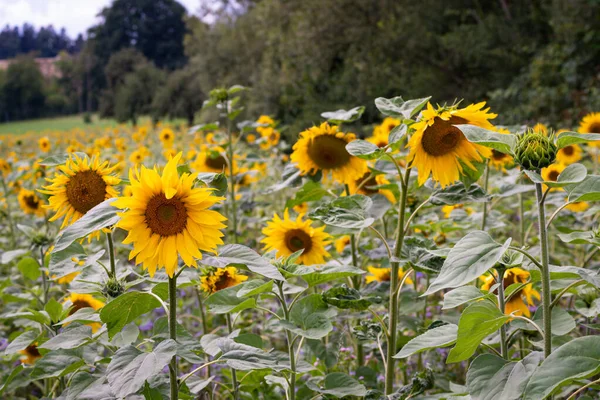 Schönes Sonnenblumenfeld Mit Leuchtenden Farben Und Einem Schönen Bokeh Effekt — Stockfoto