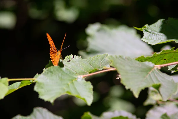 Hermosas Mariposas Verano Flores Hojas Alemania — Foto de Stock