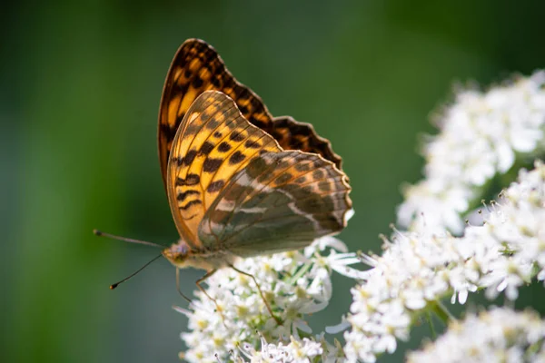 Hermosas Mariposas Verano Flores Hojas Alemania — Foto de Stock