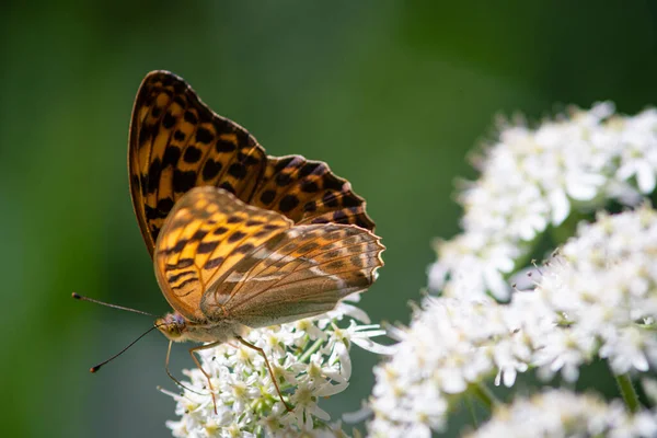 Vackra Sommarfjärilar Blommor Och Blad Tyskland — Stockfoto