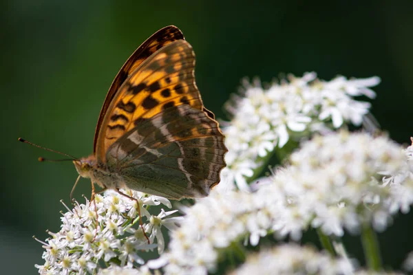 Vackra Sommarfjärilar Blommor Och Blad Tyskland — Stockfoto