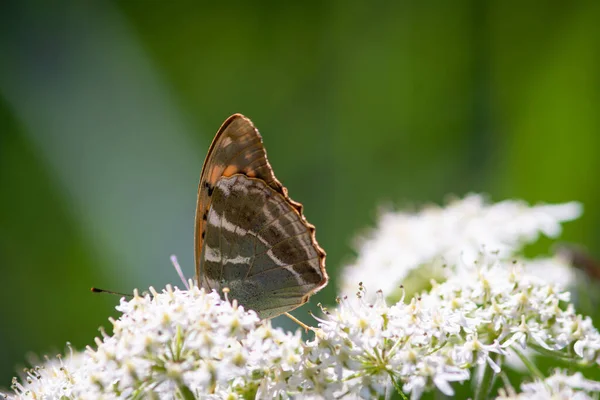 Beaux Papillons Été Sur Les Fleurs Les Feuilles Allemagne — Photo